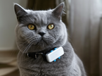 Collier GPS pour chien avec suivi via application mobile – historique des trajets