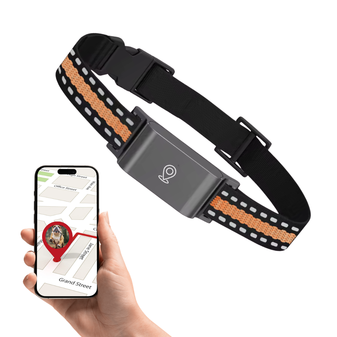 Traceur GPS pour Chiens et chats