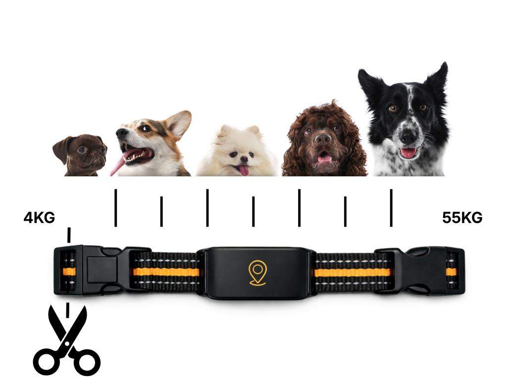 Traceur GPS pour Chiens et chats