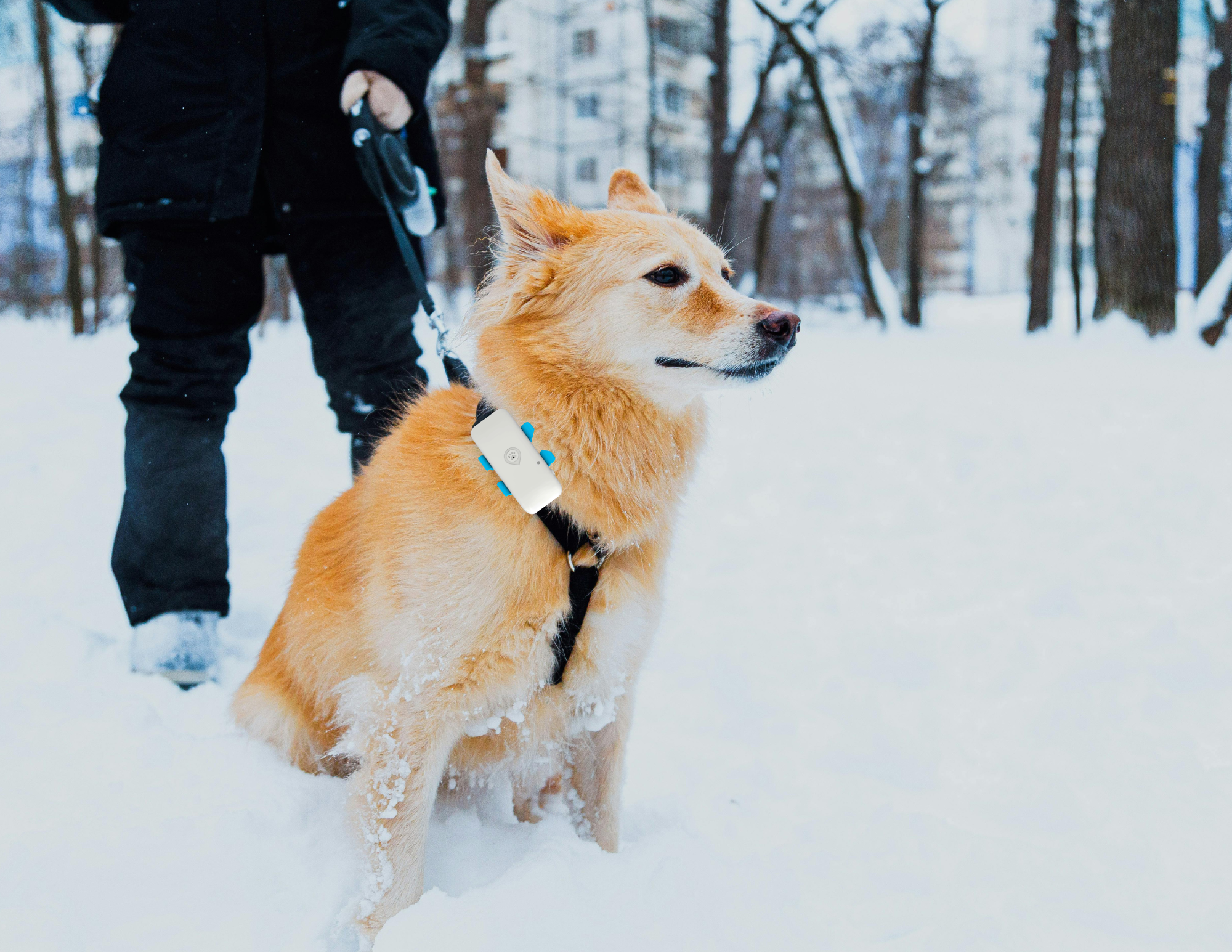 Collier GPS pour chien avec suivi via application mobile – historique des trajets