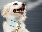Collier GPS pour chien avec suivi via application mobile – historique des trajets