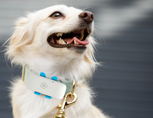 Collier GPS pour chien avec suivi via application mobile – historique des trajets